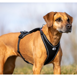 Curli Peitoral Belka Comfort Cão